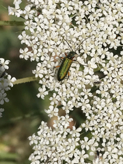 Chrysanthia flavipes