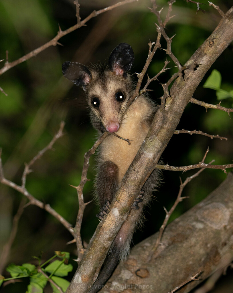 Southern Opossum from Palenque, Chis., México on May 29, 2024 at 07:23 ...