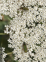 Chrysanthia flavipes