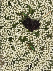 Chrysanthia flavipes