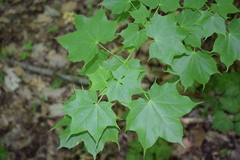 Acer laetum