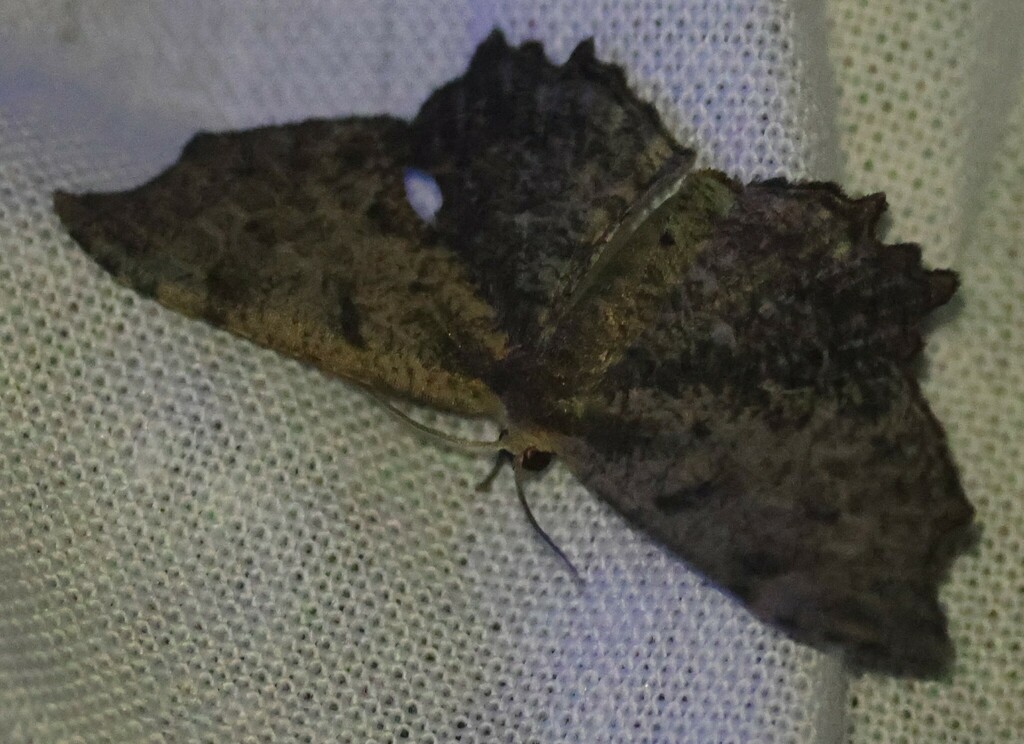 Chaetoceras funesta