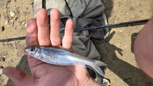 Silver chub (Macrhybopsis storeriana) — Cyprinidae — 2