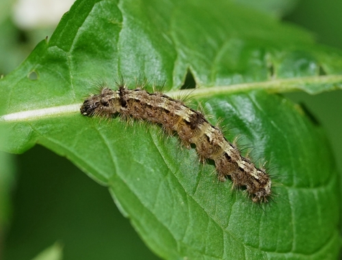 Buff Footman