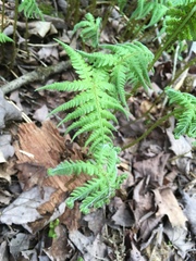 Phegopteris