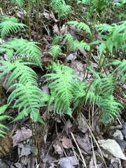 Phegopteris