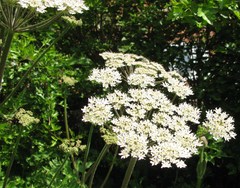 Heracleum sphondylium sphondylium