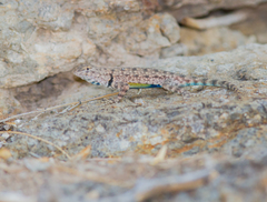 Sceloporus merriami