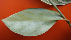 Bonamia agrostopolis