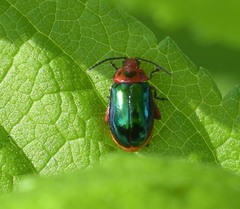 Kuschelina gibbitarsa