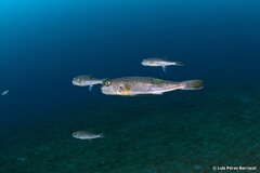Shosai-Fugu photo 5
