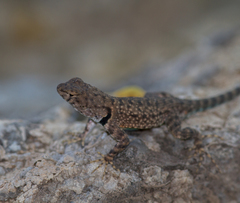 Sceloporus merriami