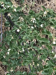 Philadelphus lewisii