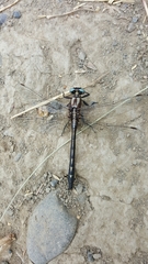 Phanogomphus kurilis