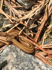 Diversibipalium multilineatum