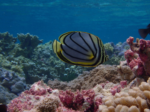 Meyer's butterflyfish (Chaetodon meyeri) — Chaetodontidae
