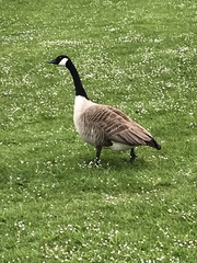Branta canadensis