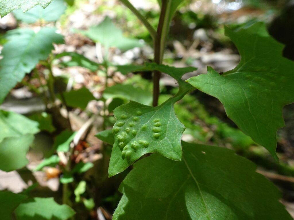 Trioza foersteri
