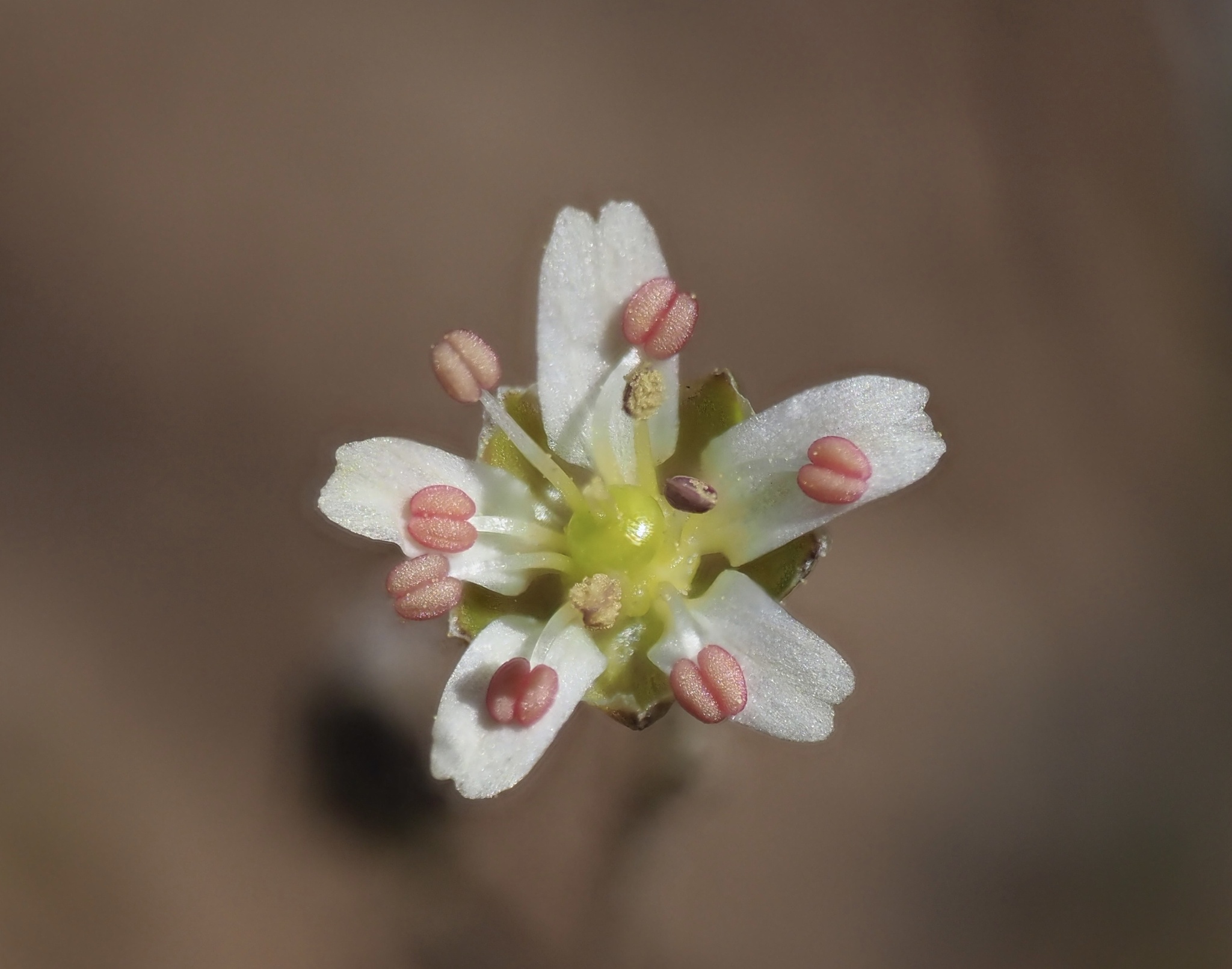 Eremogone ursina
