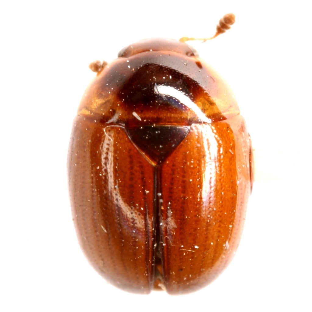 Pallodes austrinus