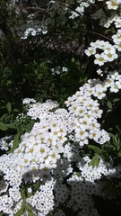 Spiraea cinerea