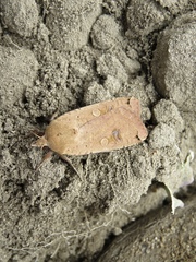 Noctua pronuba