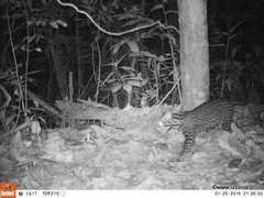 Leopardus pardalis mitis