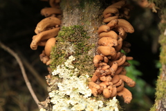 Austrobasidium pehueldeni