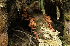 Austrobasidium pehueldeni