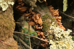 Austrobasidium pehueldeni