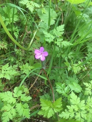 Geranium robertianum