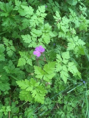 Geranium robertianum
