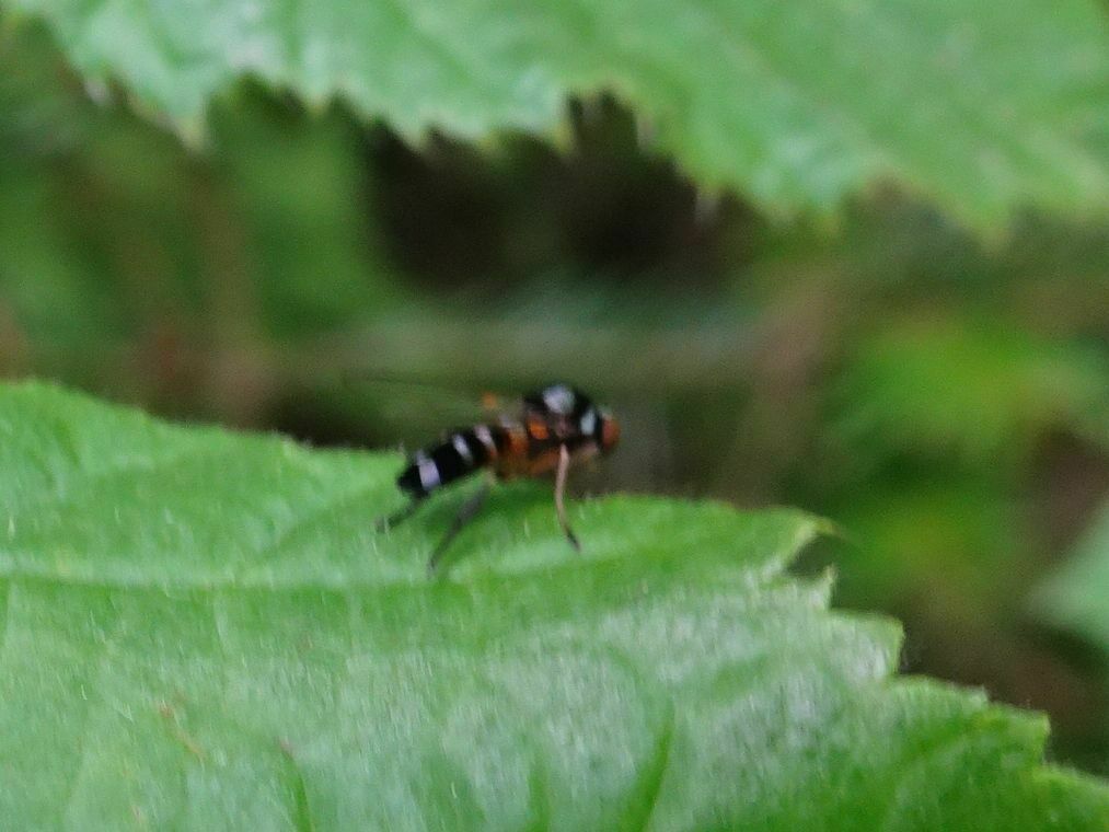 Callomyia speciosa