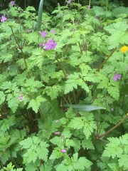 Geranium robertianum