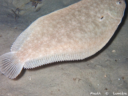 Atlantic sole (Pegusa lascaris) — Soleidae — 3