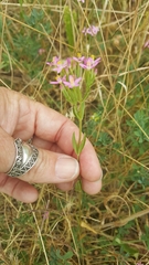 Zeltnera muehlenbergii