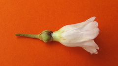 Bonamia agrostopolis