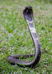 Hemachatus haemachatus