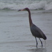 Egretta rufescens dickeyi - Photo (c) sirius8, alguns direitos reservados (CC BY-NC), uploaded by sirius8