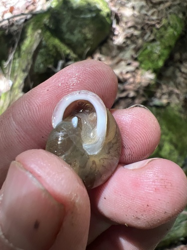 Helix dentifera, 2024-06-04