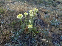 Erysimum concinnum
