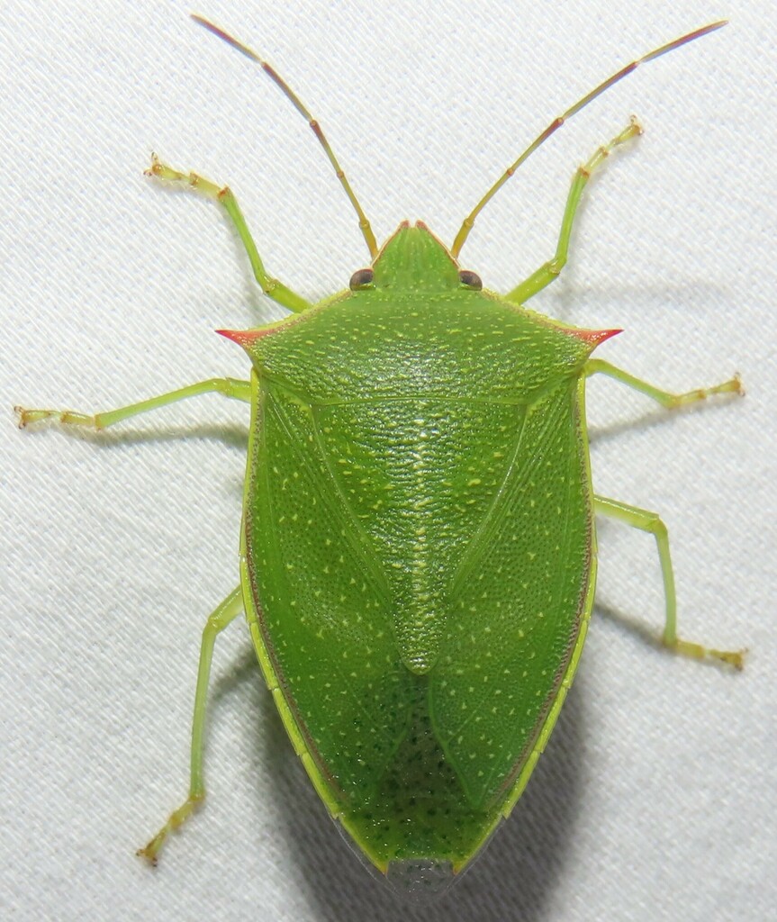 Spined green stink bug