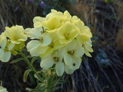 Erysimum concinnum