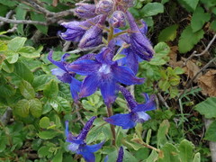 Delphinium decorum
