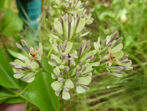 Usteria guineensis