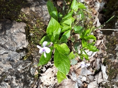 Viola rostrata