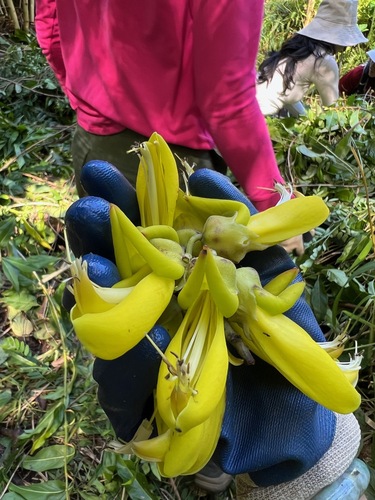 Mucuna sloanei, 2024-06-01