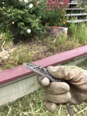 Elgaria multicarinata multicarinata