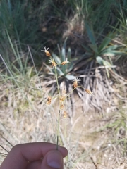 Fimbristylis puberula
