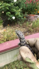 Elgaria multicarinata multicarinata